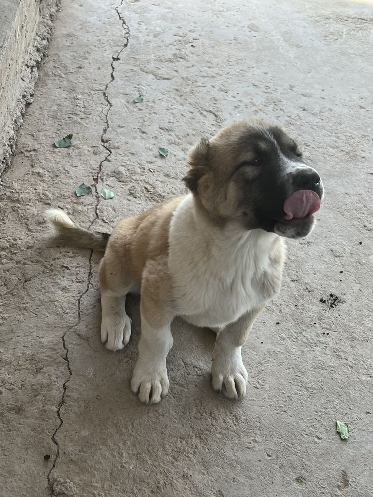 Таза Алабай  күшік сатылады