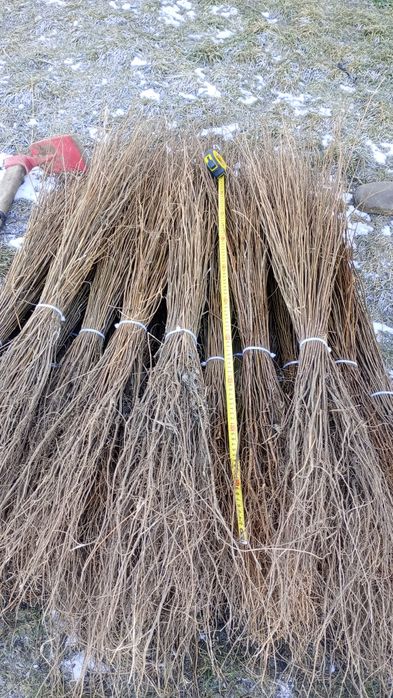 puieți forestieri pentru ampadurire pentru terenurile degradate