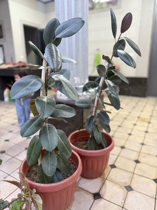 2 ta Fikus guli sotiladi