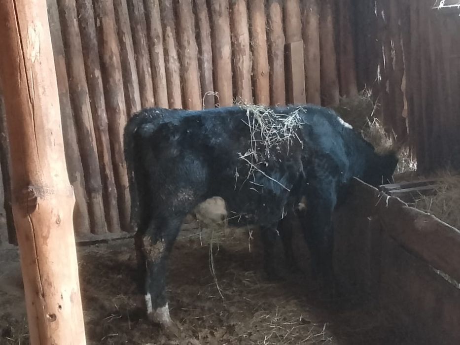 Продам бычка, 8 месяцев