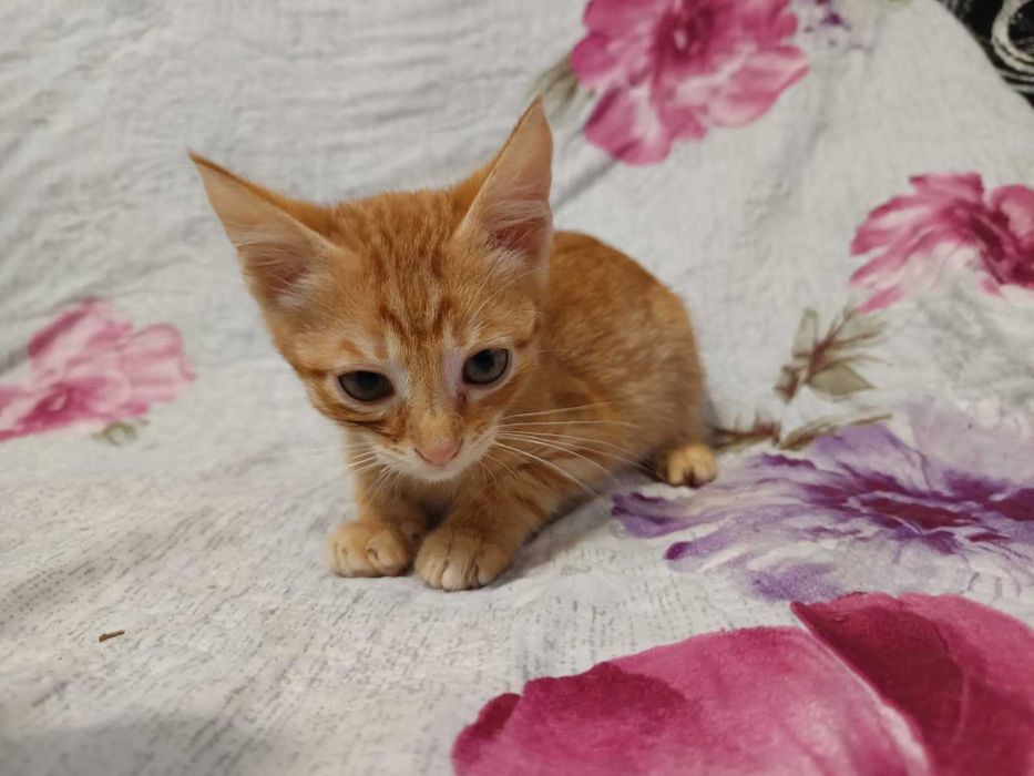 ПОДАРЯВАМ. Остават последни 3 котенца