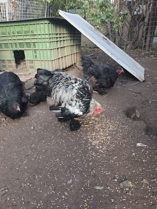 cocos si gaini de vanzare