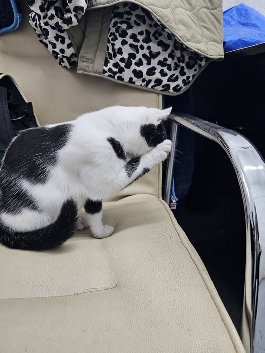 Малко котенце момиче.