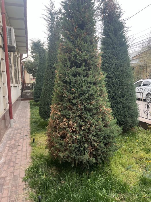 Archa kesish gazon ekish archalarni dorilash