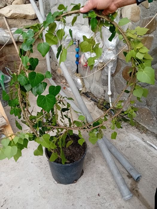 Vând iederă curgătoare agățătoare