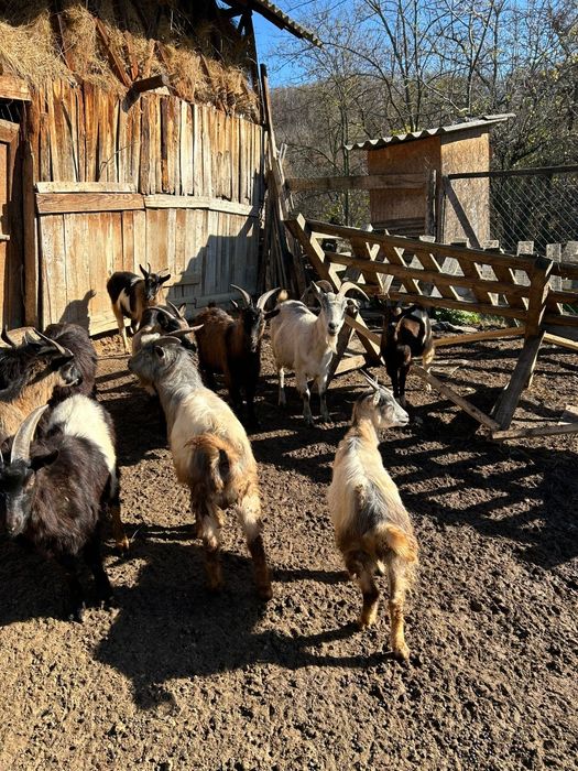 5 Capre și 5 Țapi de vânzare