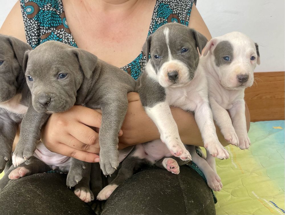 Американски син питбул /American pitbull blue nose