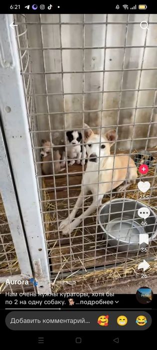 Щенятки ждут любящих хозяев в отлове