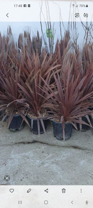 Spirale pon pon magnolia grande flora evonimus yuka