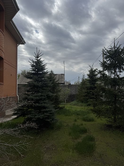 Продаются большие елки