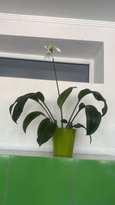 Комнатные растения