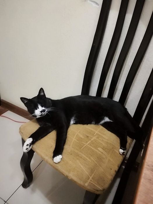 Продаю кошку хорошо кушает кастрированный проглистовоный не царапается