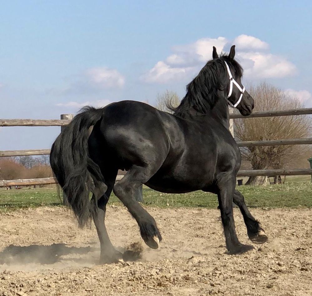 Iapa Friesian Gestantă Frizian