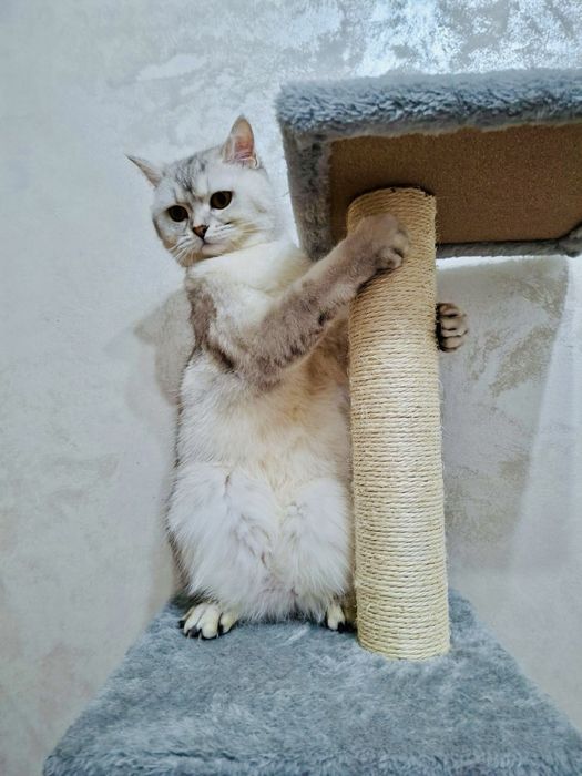 Ansamblu,casuta pentru pisici