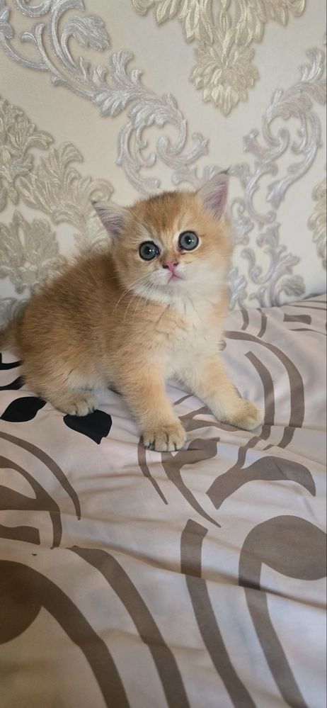 Продаётсья кошка британский шиншилла девочка
