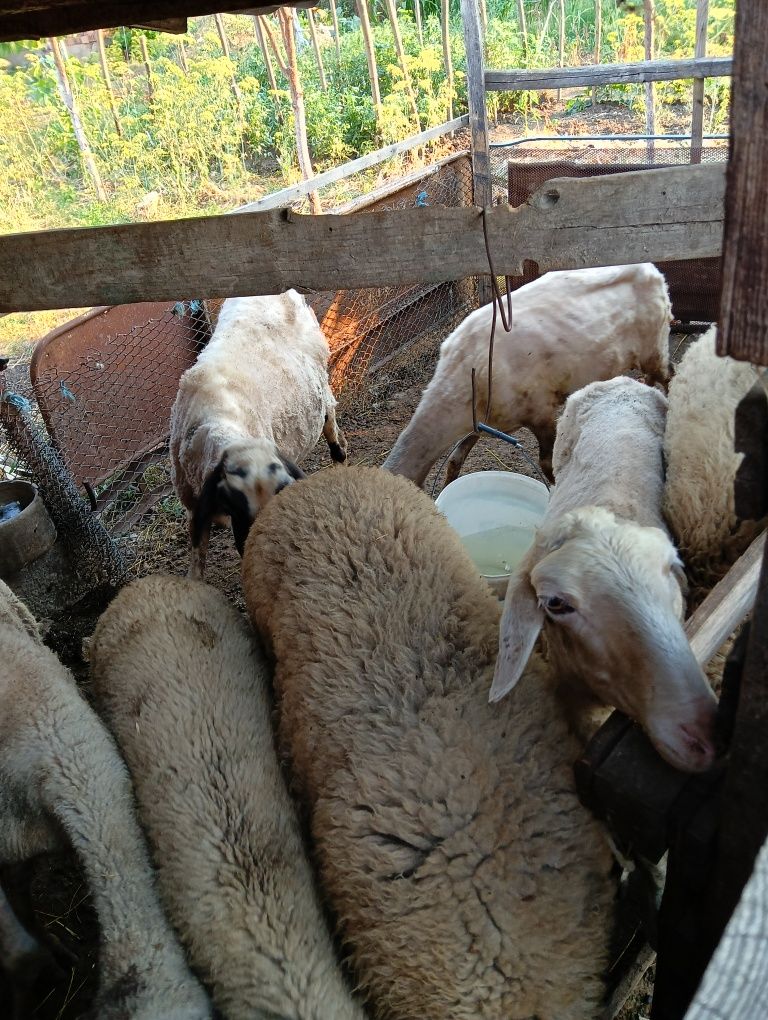 Продавам Овце 5 броя.