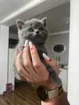 Puiut British shorthair blue