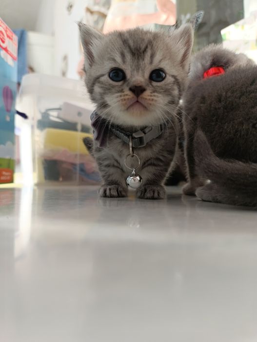 Котенок серебристый