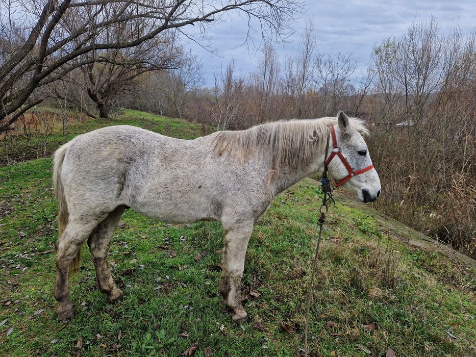 De vanzare cal bland