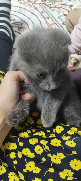 Вислоухий котёнок