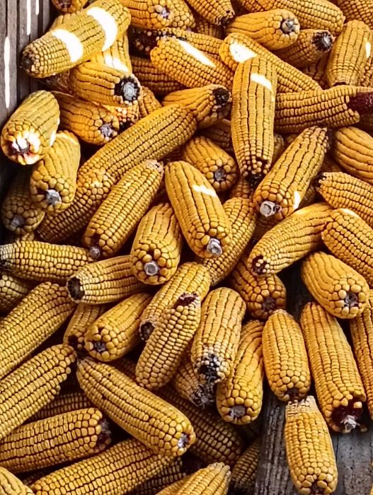 vand porumb stiulete productie 2025