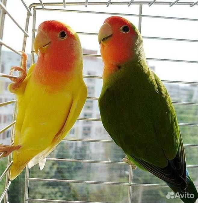 Попугай неразлучники акция срочно продам