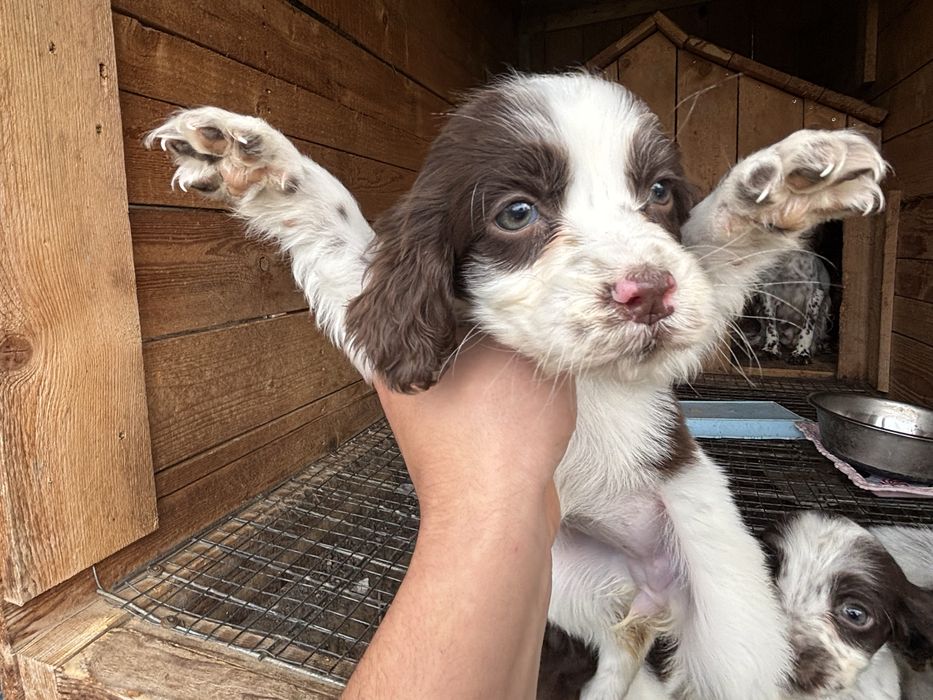 Английски спрингер шпаньол