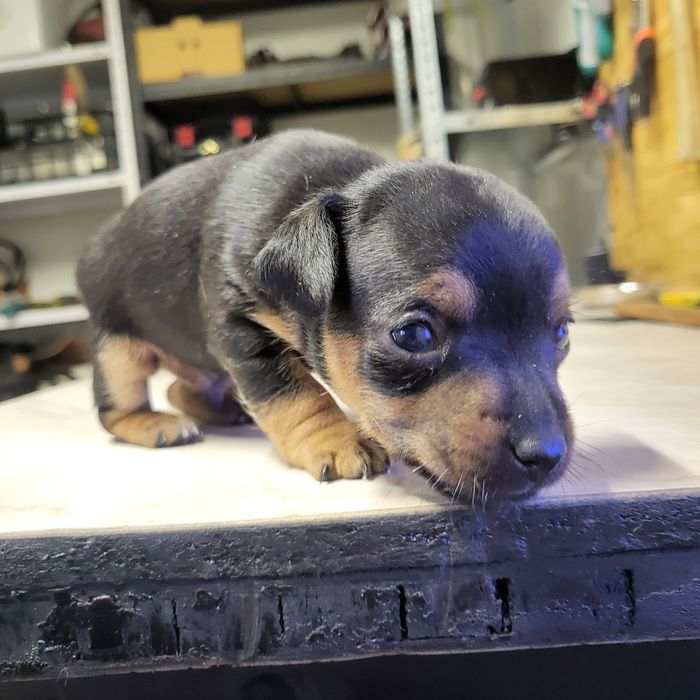 Пинчер немски сърнист