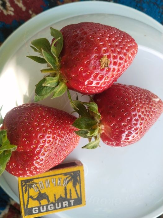 Alba , Kler koʻchatlari bor  kelishilgan narxlarda