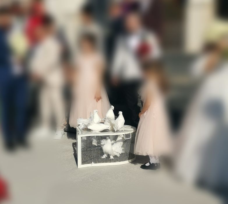 Porumbei voiajori albi pt nunta (evenimente speciale)