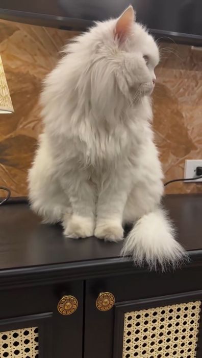 продается Турецкий Ангора кот