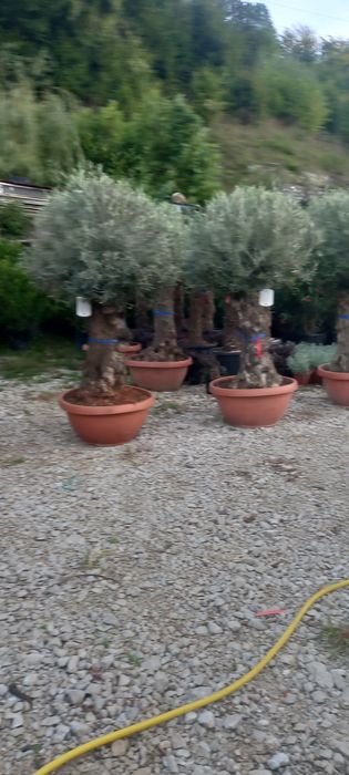 Vând plante ornamentale tuia spiral măslin palmieri mestecân  tuia  li