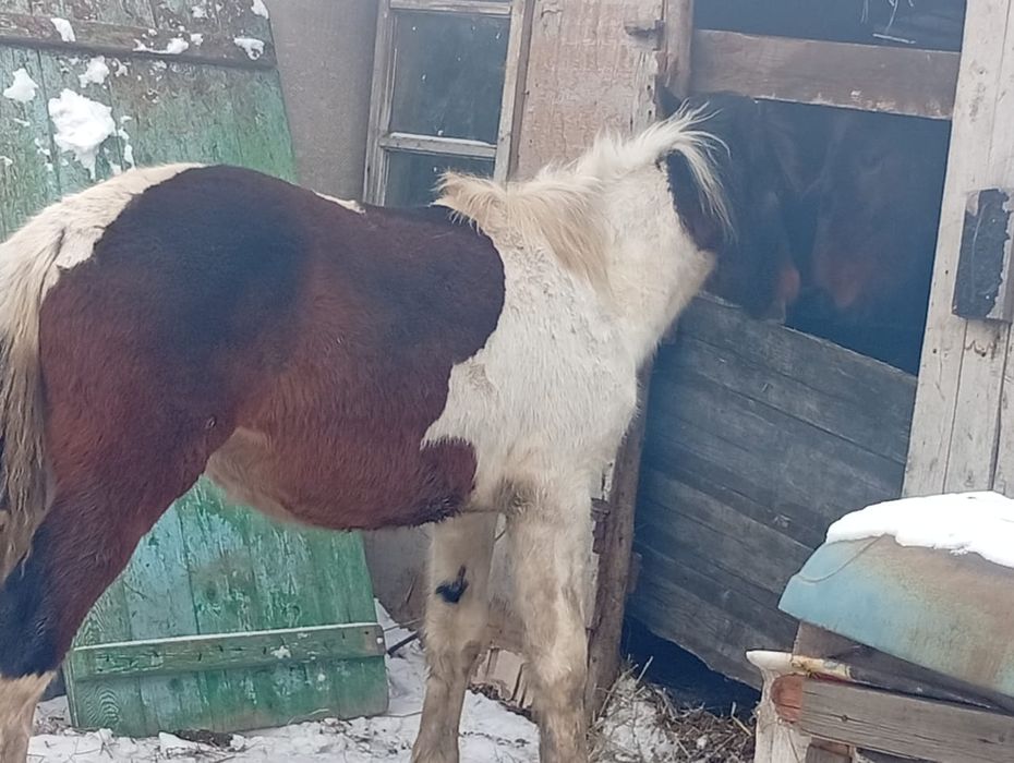Продам два жабаке ,два ургаше
