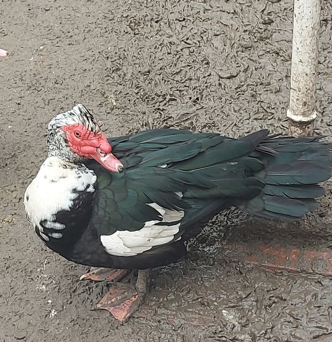 Vând rate mute si motate romanesti