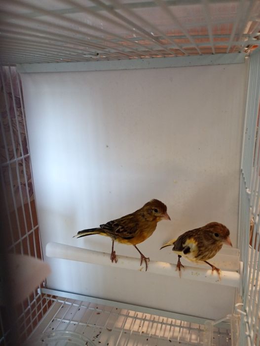 Canari. Masculi și femele