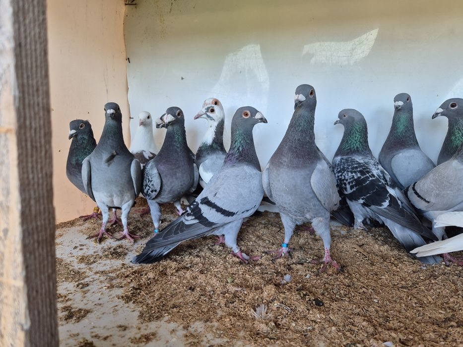 Vând porumbei voiajori