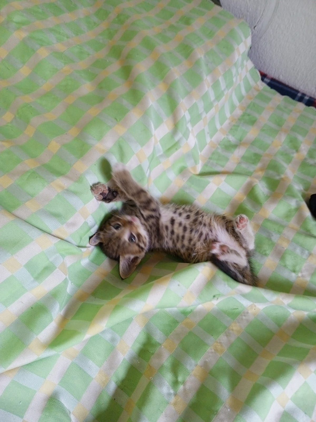Отдам котят бесплатно