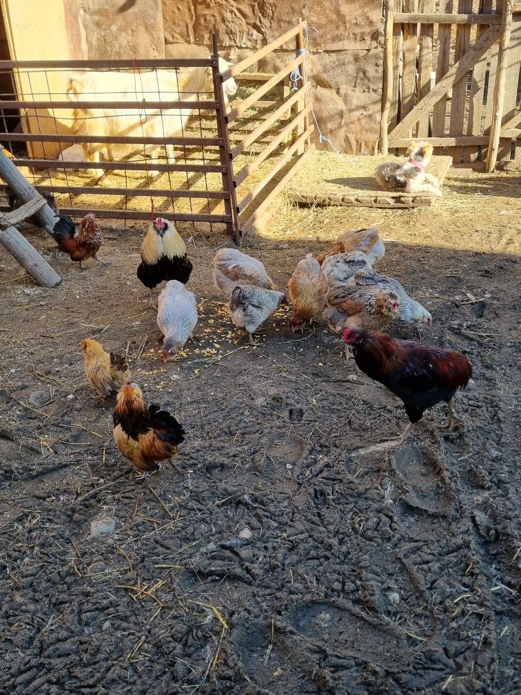 Oua ptr incubat araucana ,marans ,mii de flori ,gaste africane