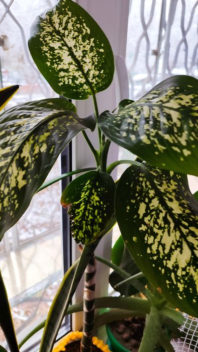 ,дифенбахия, сансеверия, зебрина. Комнатное растени