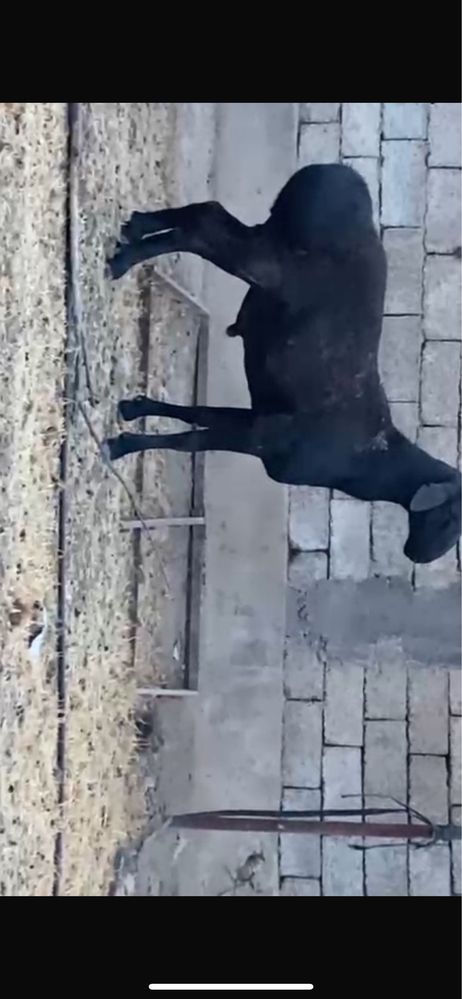 Кошқар 1 жасар….