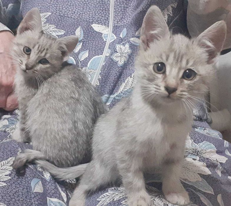 Котята девочки бесплатно