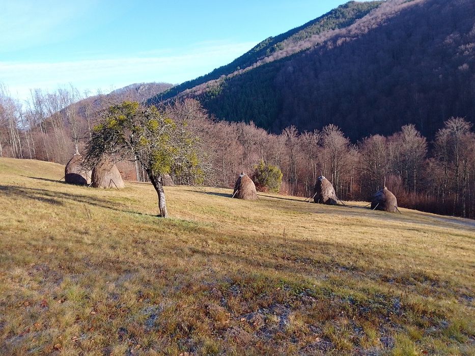 Vând 7 căpițe de fân