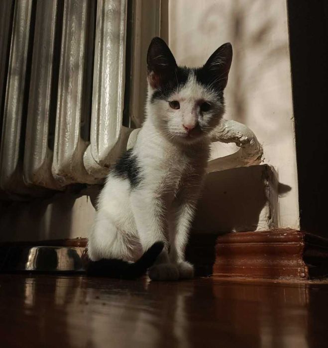 Отдаем котёнка БЕСПЛАТНО