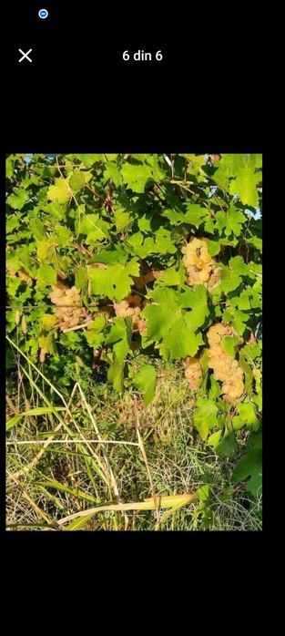 Struguri de vin feteasca regala resling alicote muscat de Ottonel