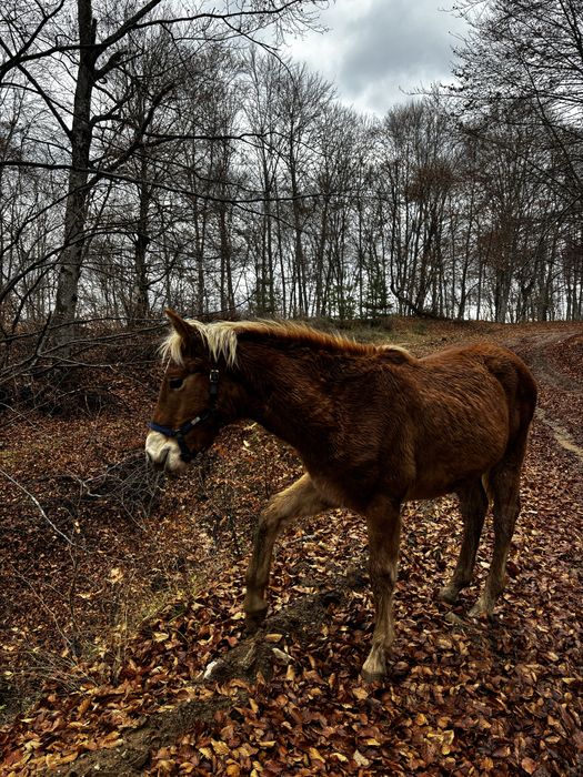 Кон, мъжки хафлингер