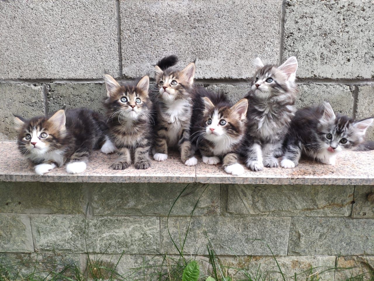 Котята Мейн-кун из Питомника в Рассрочку!