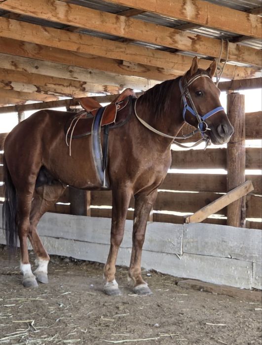 Продам жеребца  2021 года рождения