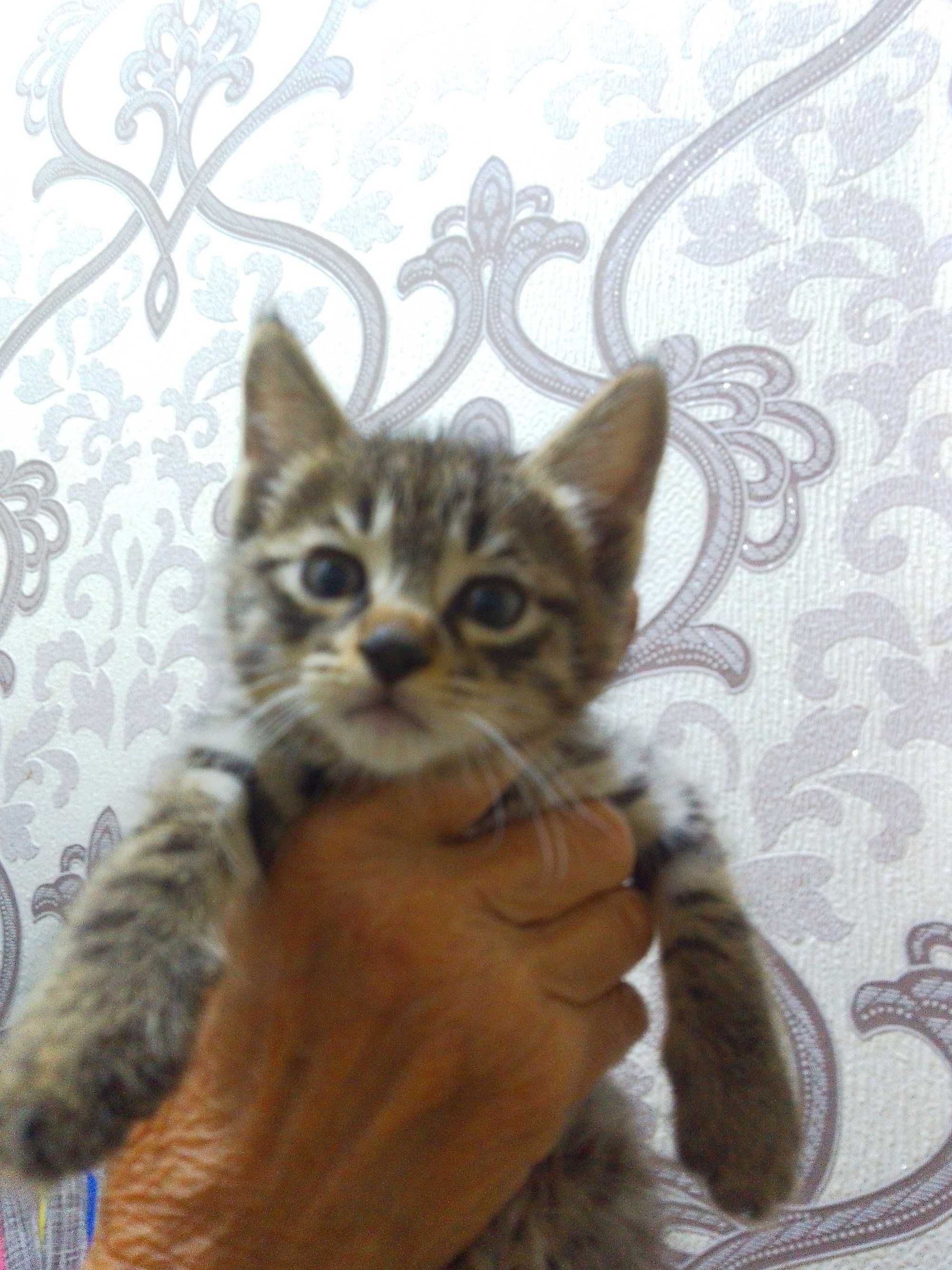 Котёнок мальчик бесплатно