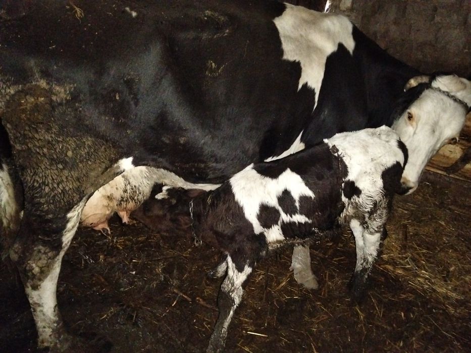 Vaca de lapte holstain