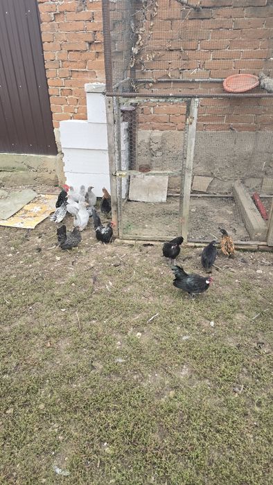 Pasari gaini bantam, sebright, chabo